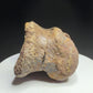 Dinosaur toe bone with collection label HN1047, tentatively attributed to an ankylosaur, Harvey Negrich Collection.