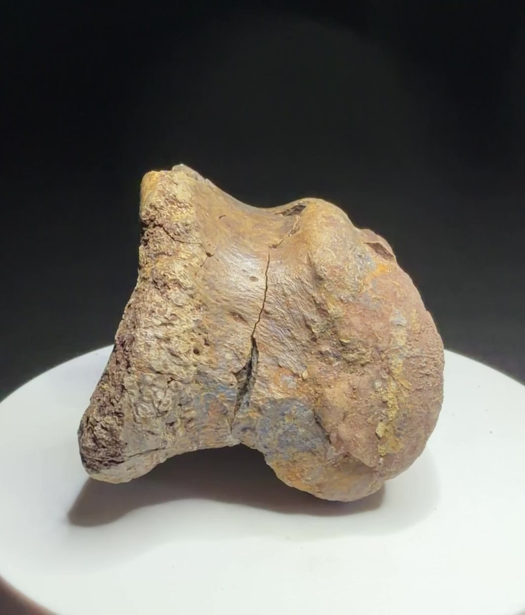 Dinosaur toe bone with collection label HN1047, tentatively attributed to an ankylosaur, Harvey Negrich Collection.