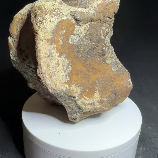 Hadrosaur fossil vertebra from the Alberta badlands, showing its rounded body and textured brown bone surface, Harvey Negrich Collection, HN522