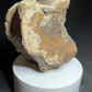 Hadrosaur fossil vertebra from the Alberta badlands, showing its rounded body and textured brown bone surface, Harvey Negrich Collection, HN522