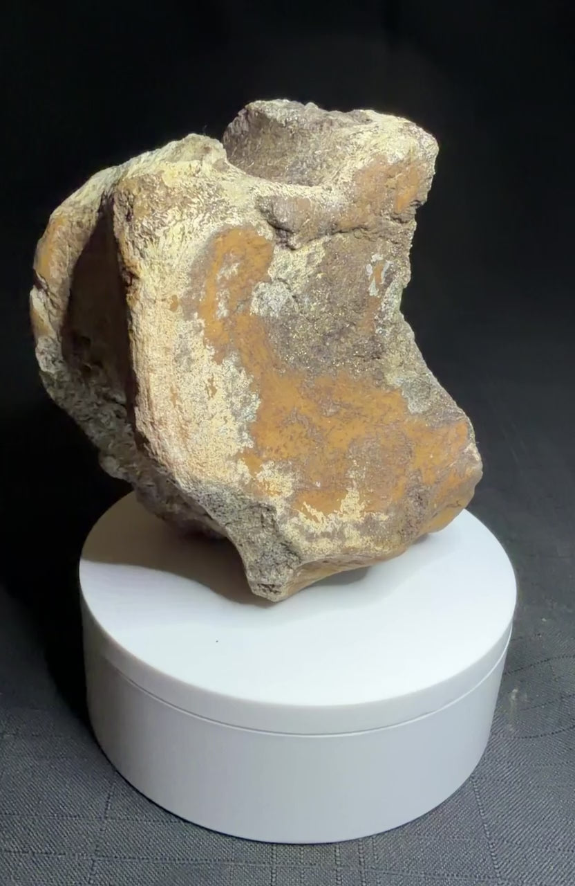 Hadrosaur fossil vertebra from the Alberta badlands, showing its rounded body and textured brown bone surface, Harvey Negrich Collection, HN522