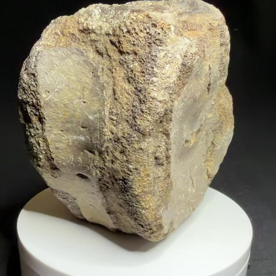 Hadrosaur fossil vertebra with a broad rounded face and textured sandy-brown bone, Alberta badlands, Harvey Negrich Collection, HN521