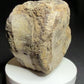 Hadrosaur fossil vertebra with a broad rounded face and textured sandy-brown bone, Alberta badlands, Harvey Negrich Collection, HN521