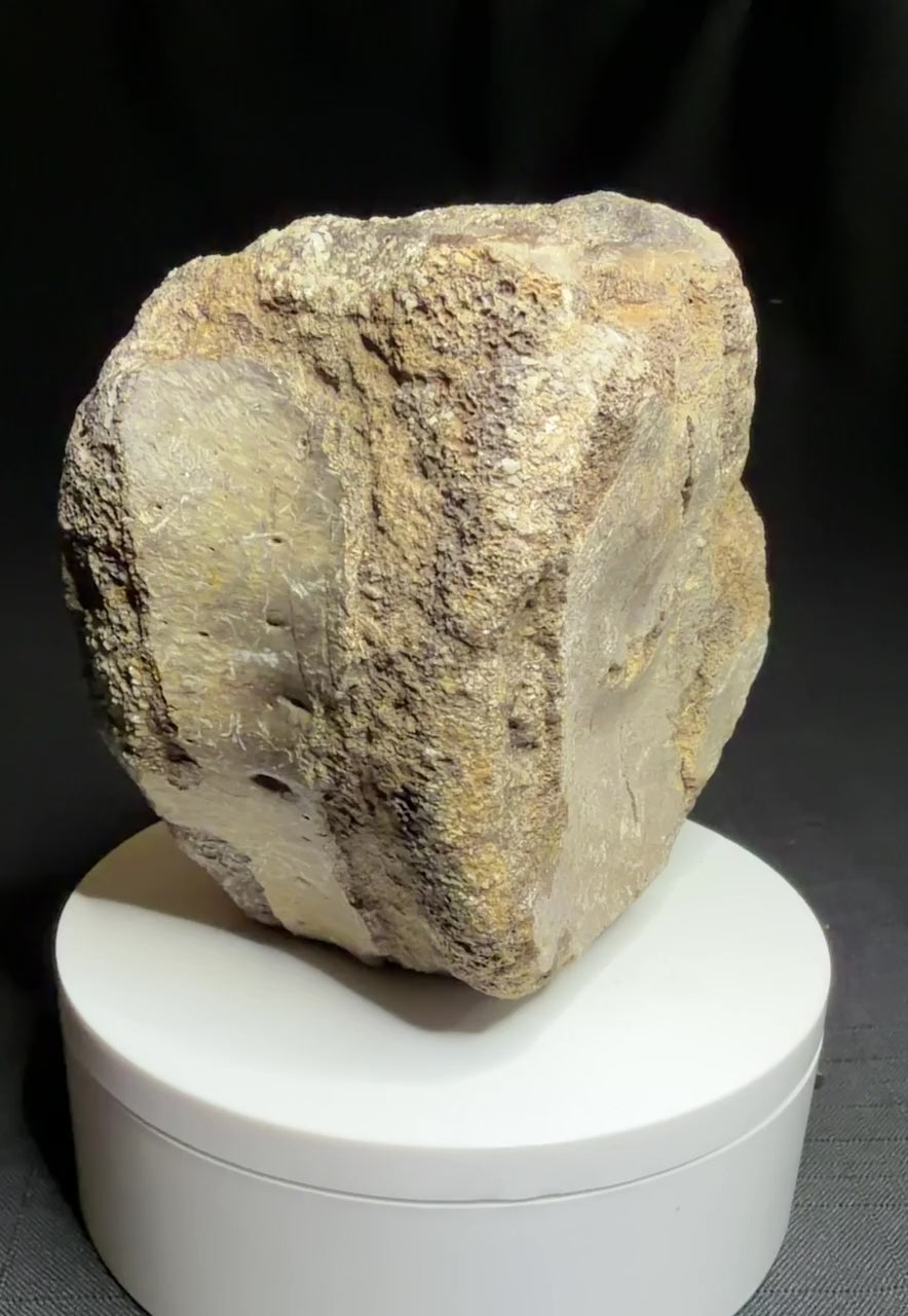 Hadrosaur fossil vertebra with a broad rounded face and textured sandy-brown bone, Alberta badlands, Harvey Negrich Collection, HN521