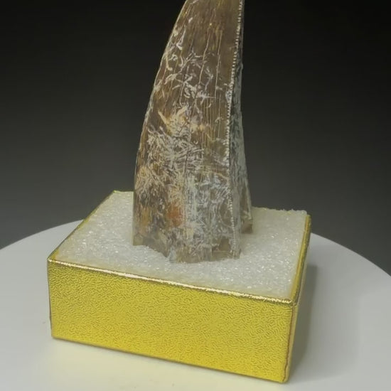 Fossilized dinosaur tooth from the Drumheller area of Alberta, Canada, showing a curved dark-brown crown and visible surface wear