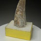Fossilized dinosaur tooth from the Drumheller area of Alberta, Canada, showing a curved dark-brown crown and visible surface wear