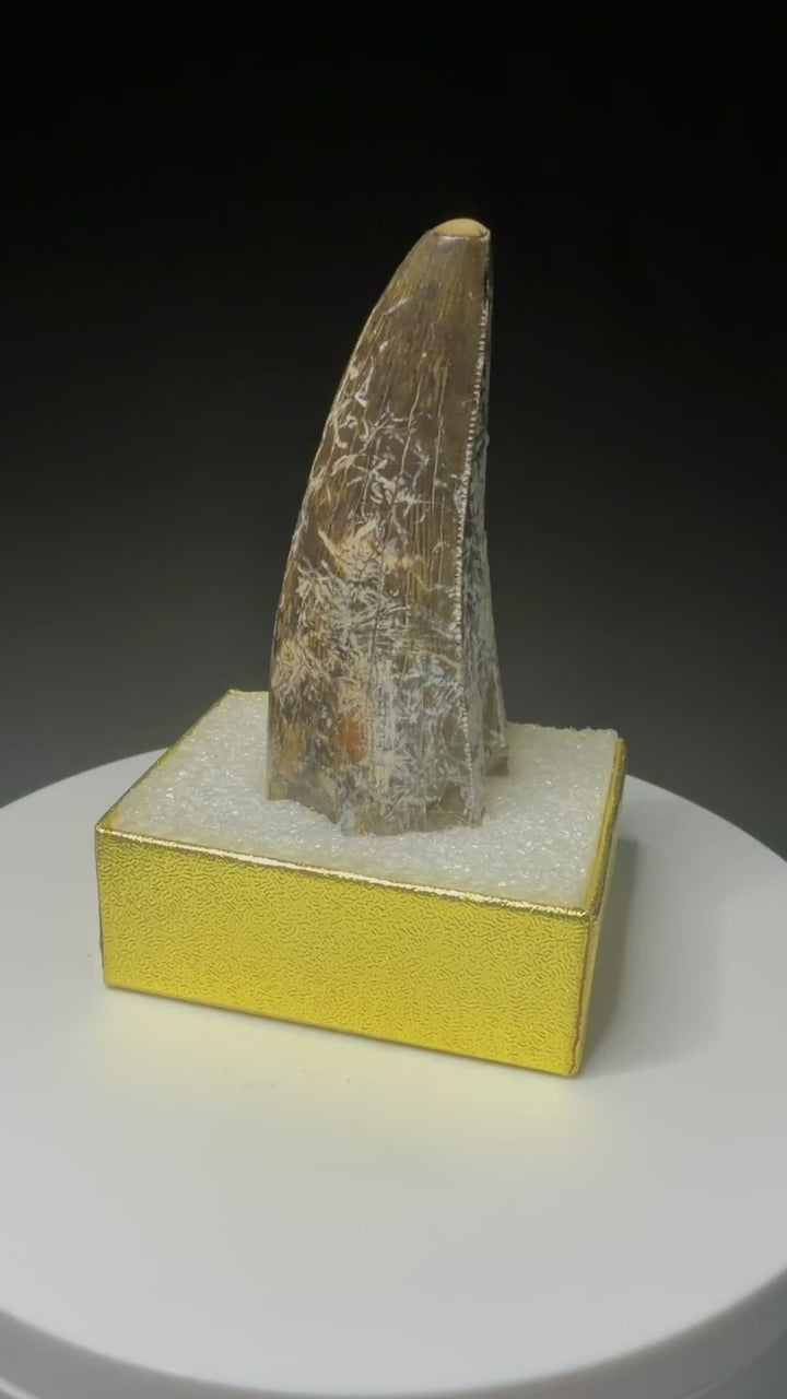 Fossilized dinosaur tooth from the Drumheller area of Alberta, Canada, showing a curved dark-brown crown and visible surface wear