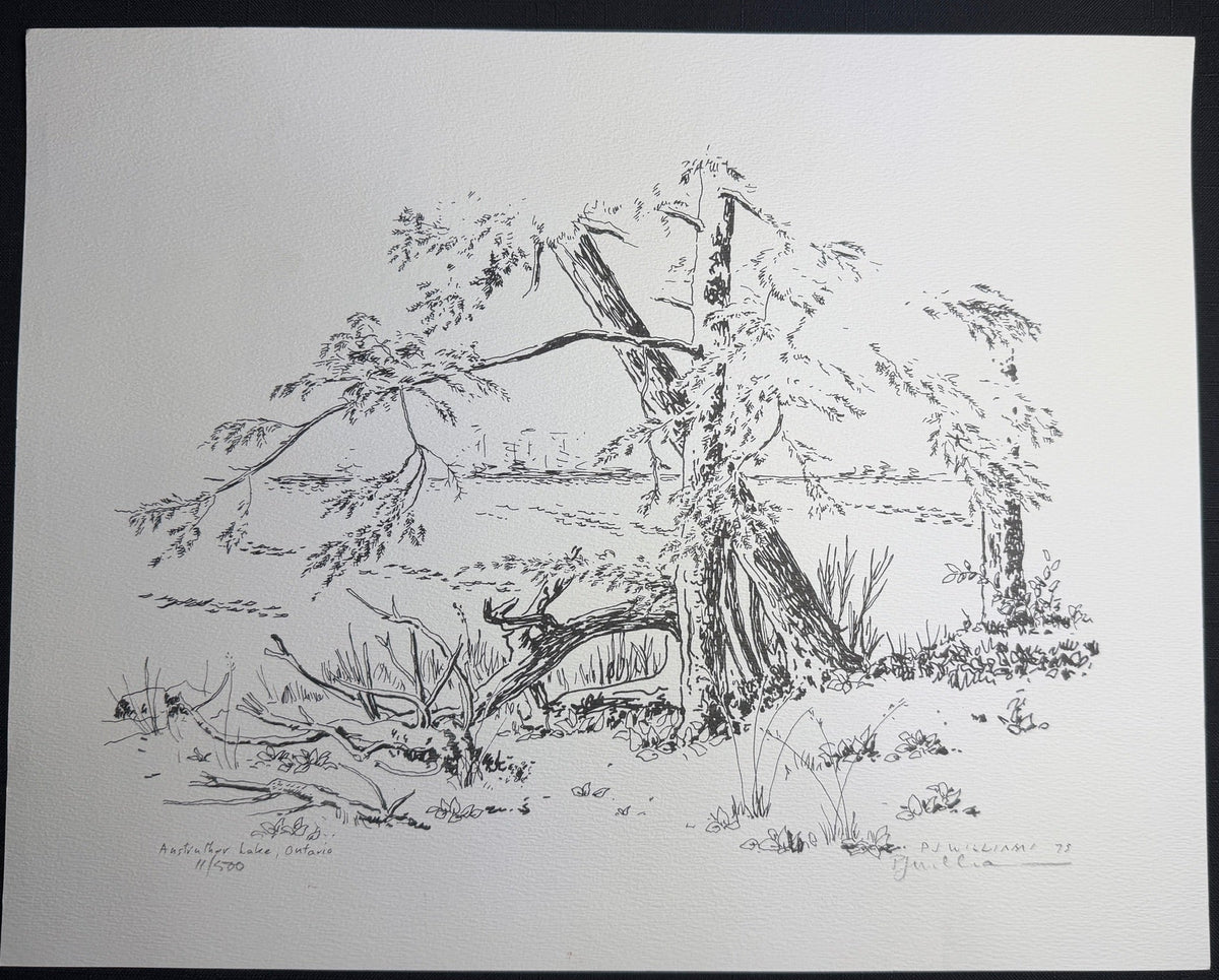 Pen drawing of Anstruther Lake by Prosper J. Williams, showing shoreline trees, fallen branches and water beyond