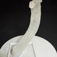 Curved white Ram’s Horn selenite from the Mariposa Mine in Texas