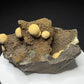 Pale yellow spherical calcite formations on dark basalt from Zhejiang Province, China