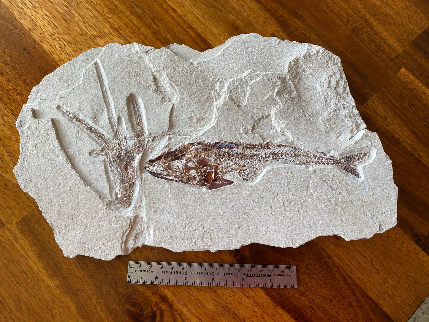 Fossil Fish (Eurypholis boissieri) & Lobster (Pseudodastacus), Haqil, Lebanon