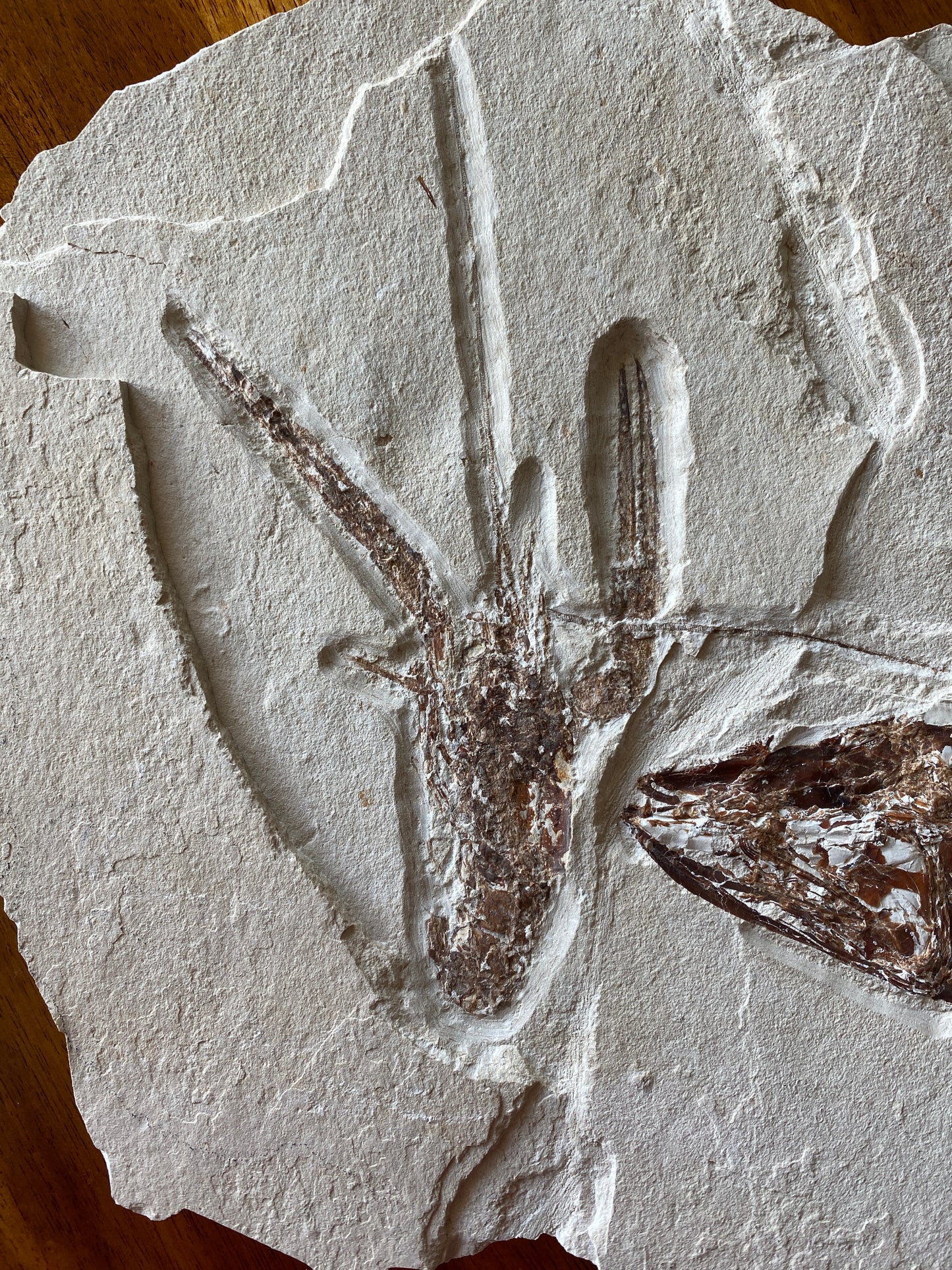 Fossil Fish (Eurypholis boissieri) & Lobster (Pseudodastacus), Haqil, Lebanon