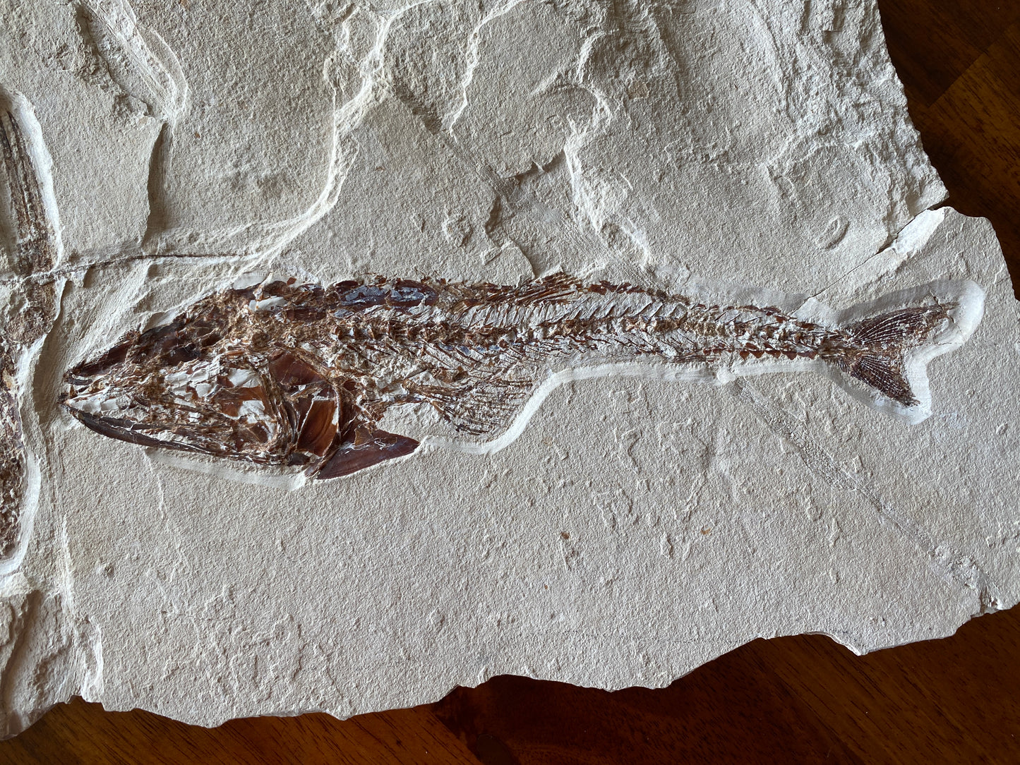 Fossil Fish (Eurypholis boissieri) & Lobster (Pseudodastacus), Haqil, Lebanon