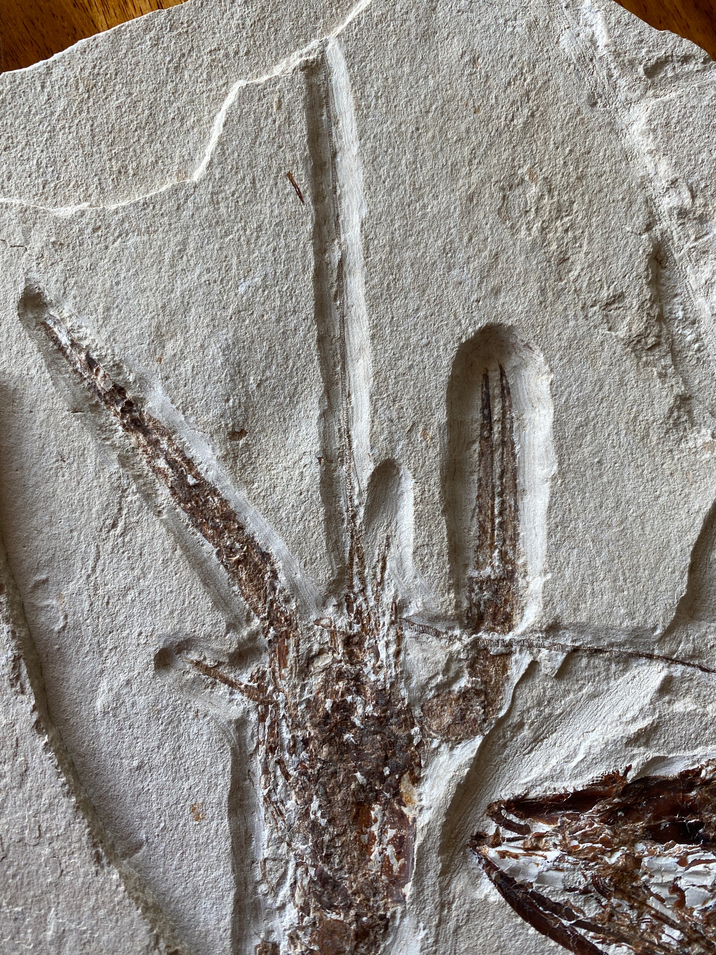 Fossil Fish (Eurypholis boissieri) & Lobster (Pseudodastacus), Haqil, Lebanon