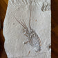 Fossil Lobster (Palinurus), Haqil, Lebanon