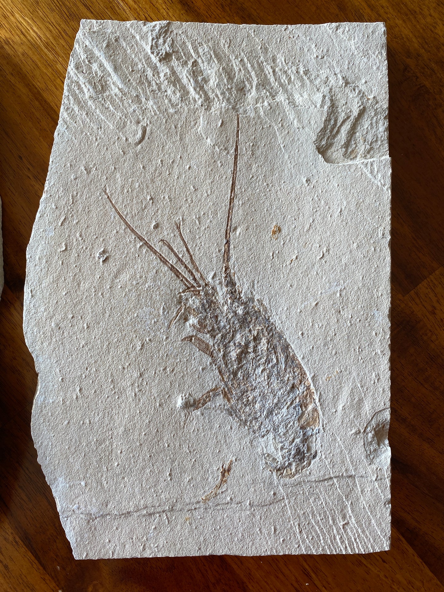 Fossil Lobster (Palinurus), Haqil, Lebanon