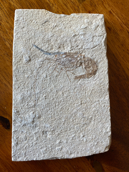 Fossil shrimp (Carpopenaeus callirostris), Haqil, Lebanon