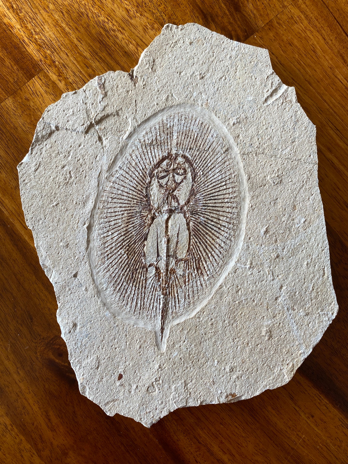 Fossil Sun Fish (Cyclobatis oligodactylus), Haqil, Byblos, Lebanon