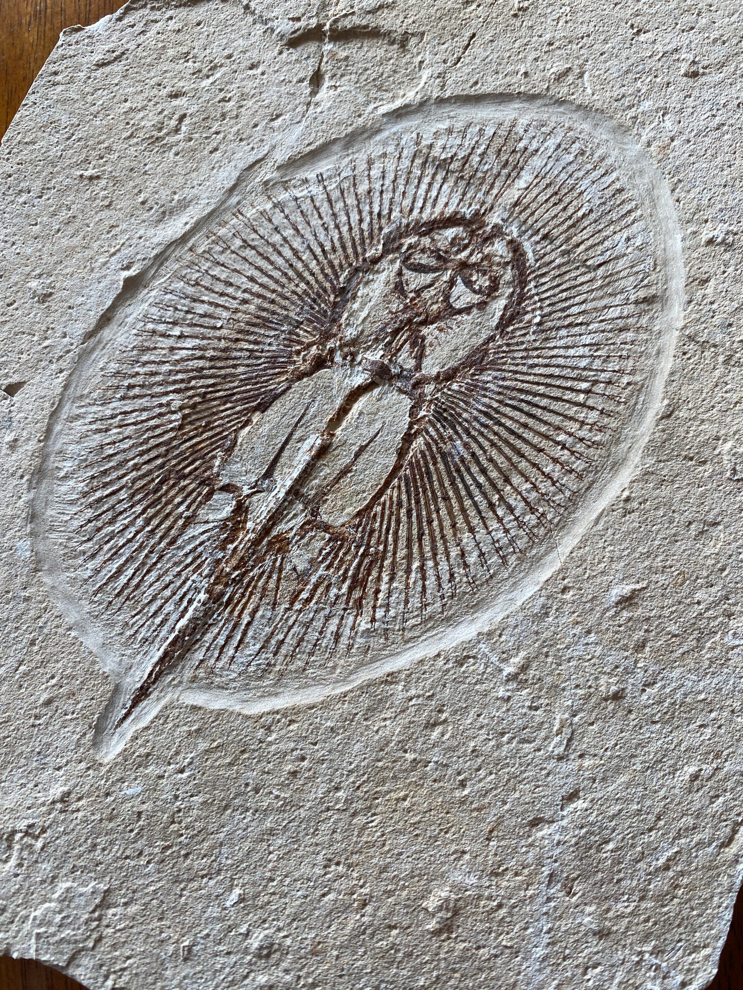 Fossil Sun Fish (Cyclobatis oligodactylus), Haqil, Byblos, Lebanon