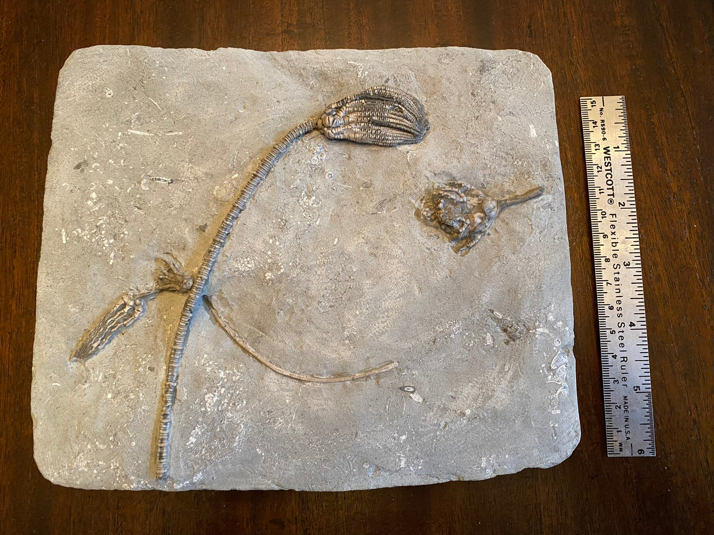 Fossil crinoids, Indiana