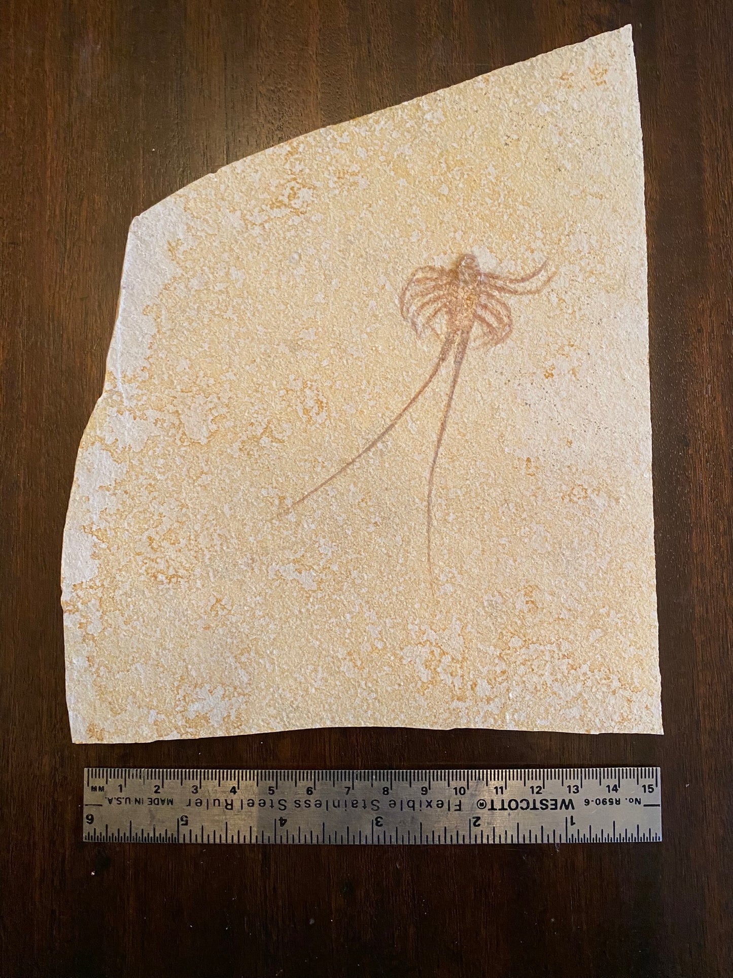 Fossil crustaceon (Palinurina), Solnhoften, Germany