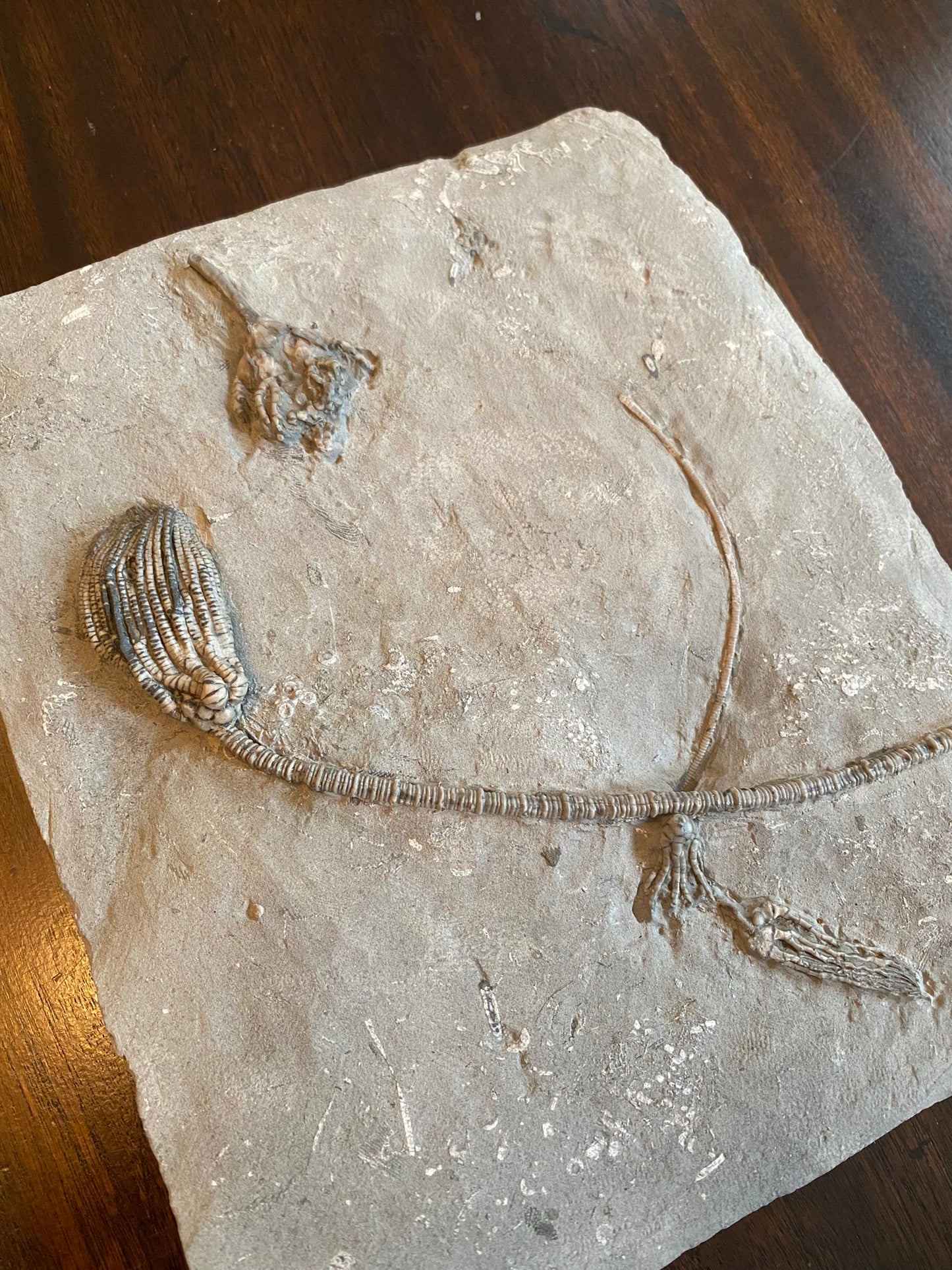 Fossil crinoids, Indiana