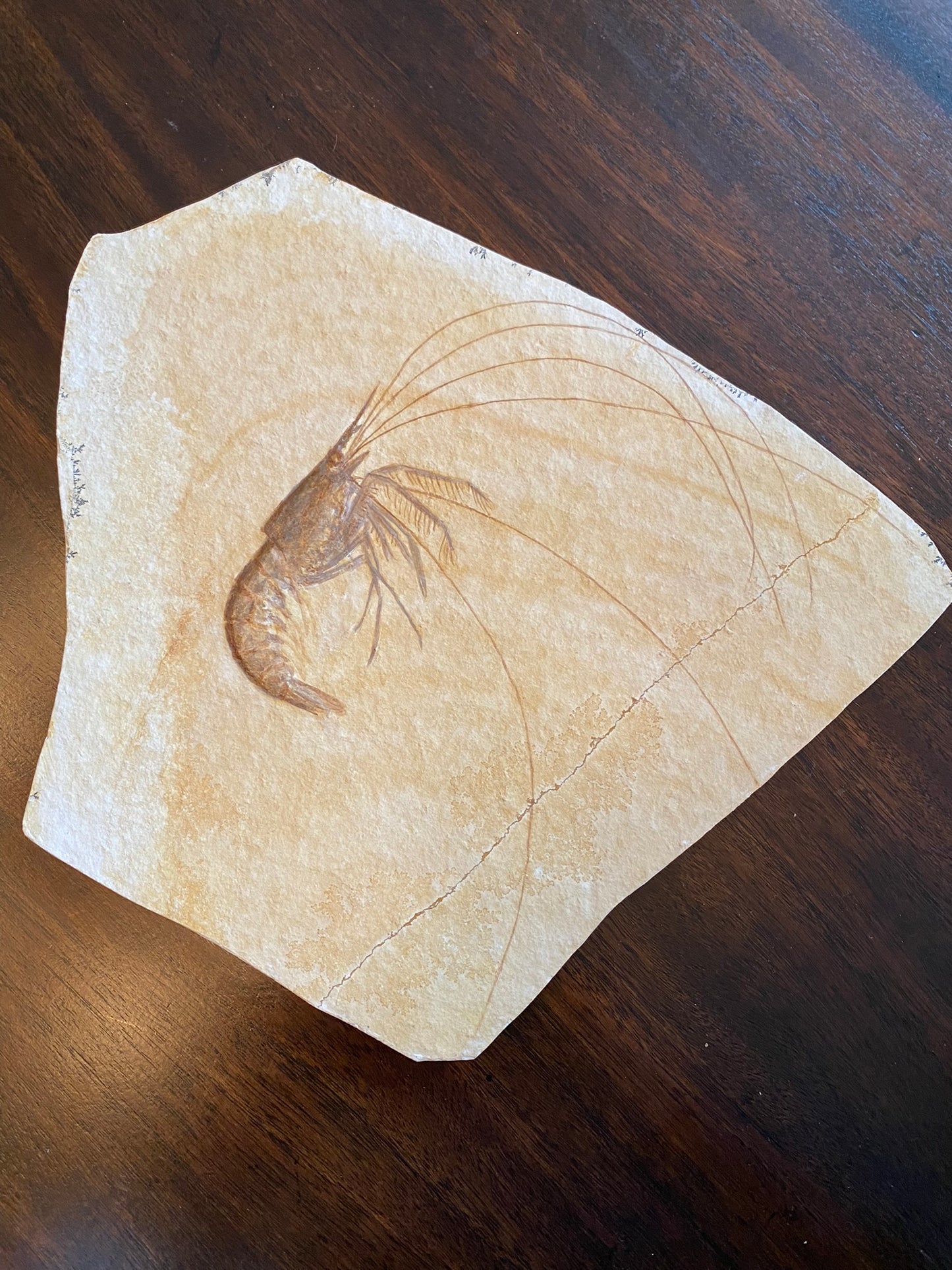 Fossil shrimp (Aeger tipularius), Solnhoften, Germany