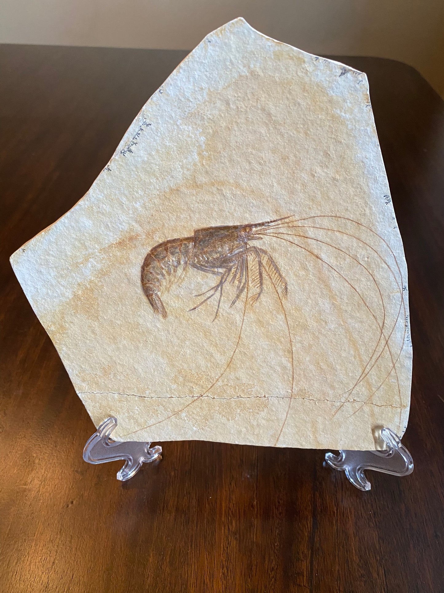 Fossil shrimp (Aeger tipularius), Solnhoften, Germany