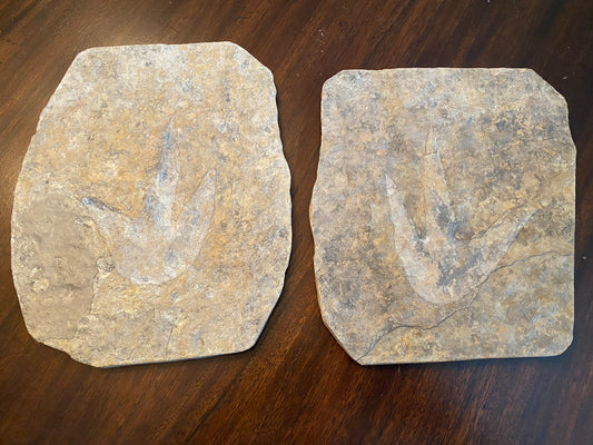Dinosaur footprint pair (theropod), Jurassic, France