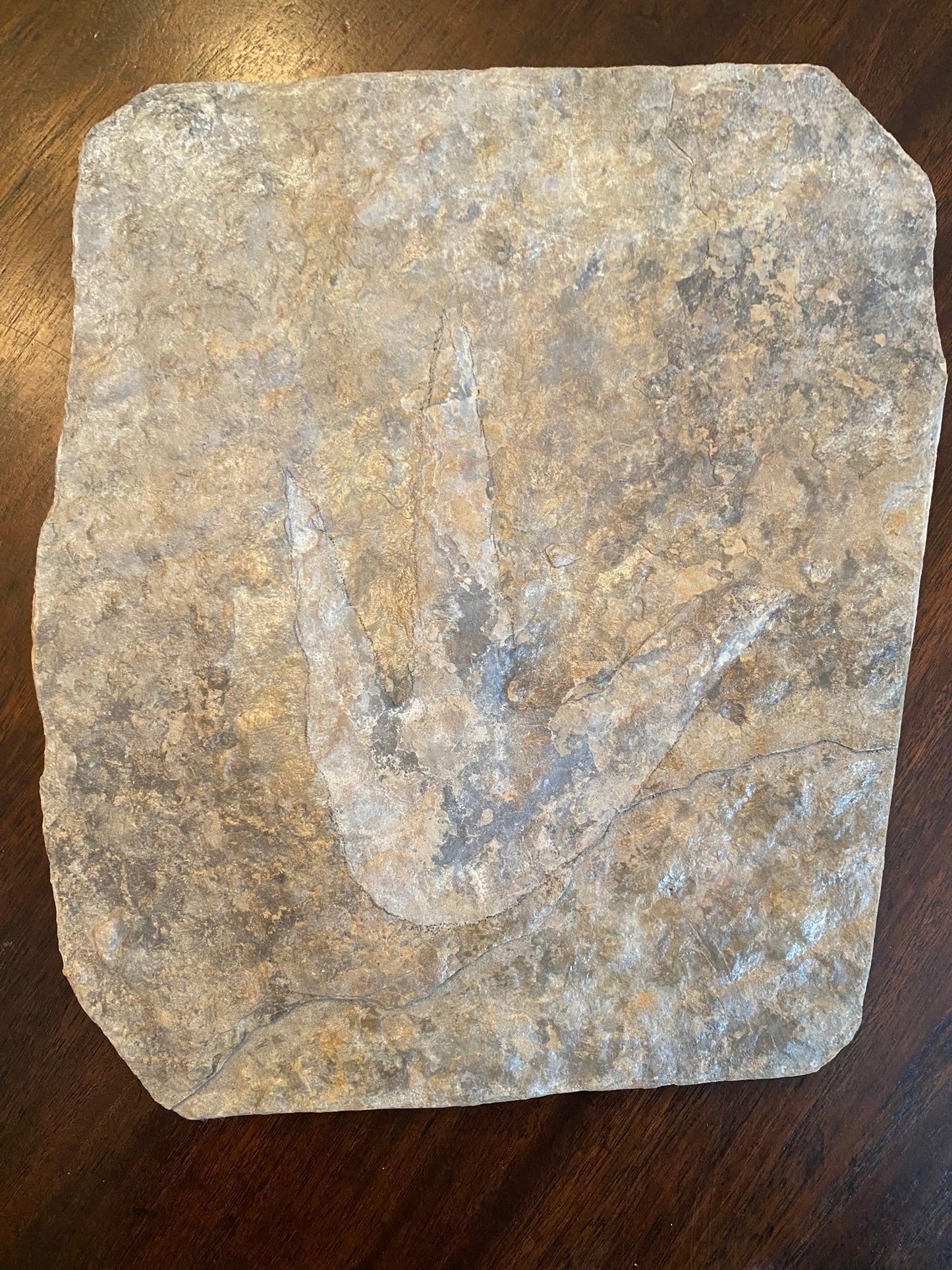 Dinosaur footprint pair (theropod), Jurassic, France
