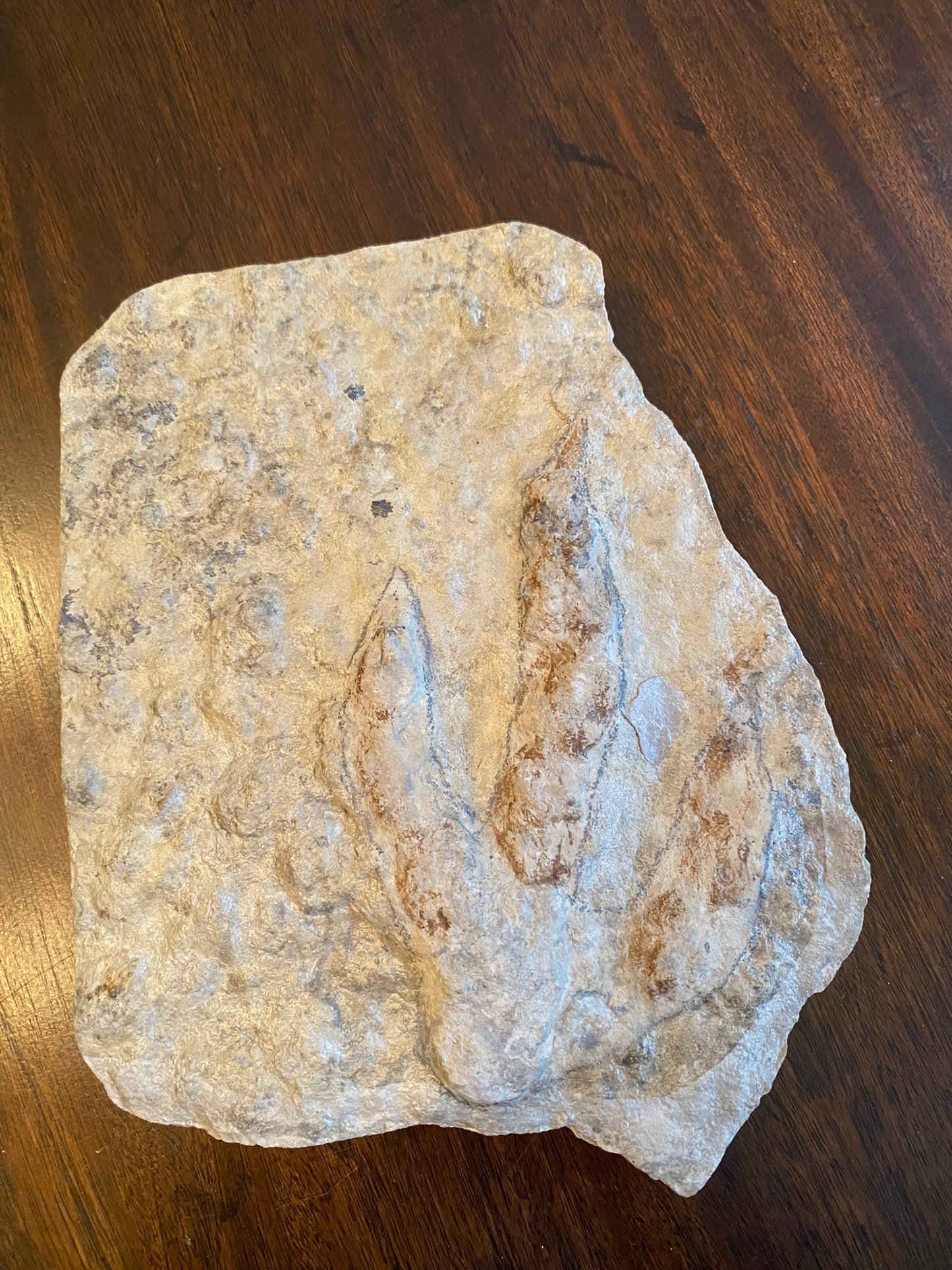 Dinosaur footprint (theropod), Jurassic, France