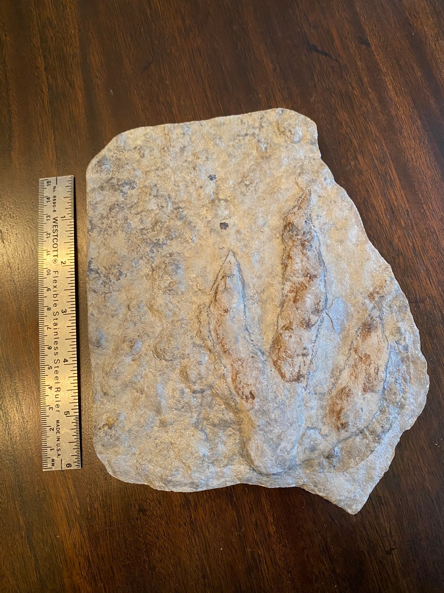 Dinosaur footprint (theropod), Jurassic, France