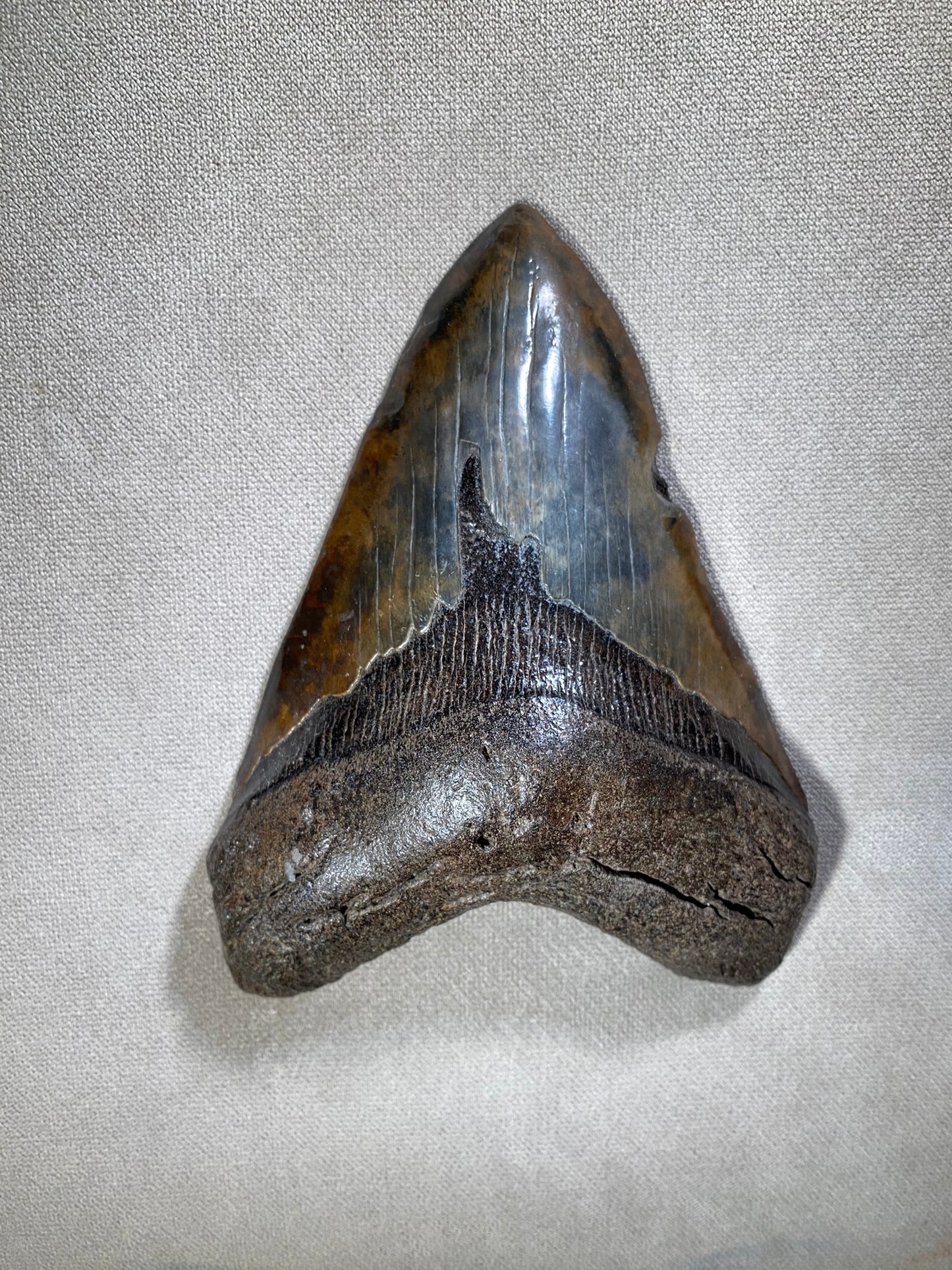 5" Megalodon fossil shark tooth