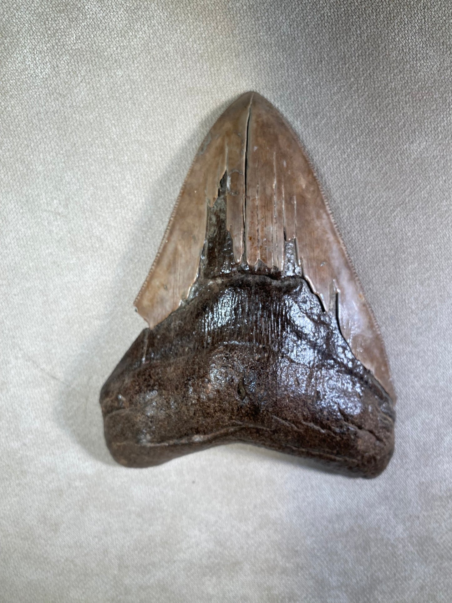 5" Megalodon fossil shark tooth