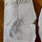 Fossil Lobster (Palinurus), Haqil, Lebanon