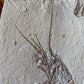 Fossil Lobster (Palinurus), Haqil, Lebanon