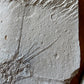 Fossil Lobster (Palinurus), Haqil, Lebanon