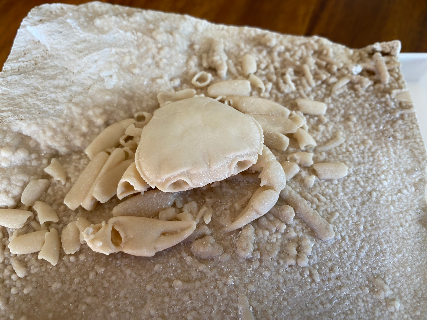 Fossil Crab - Potamon potamios, Turkey