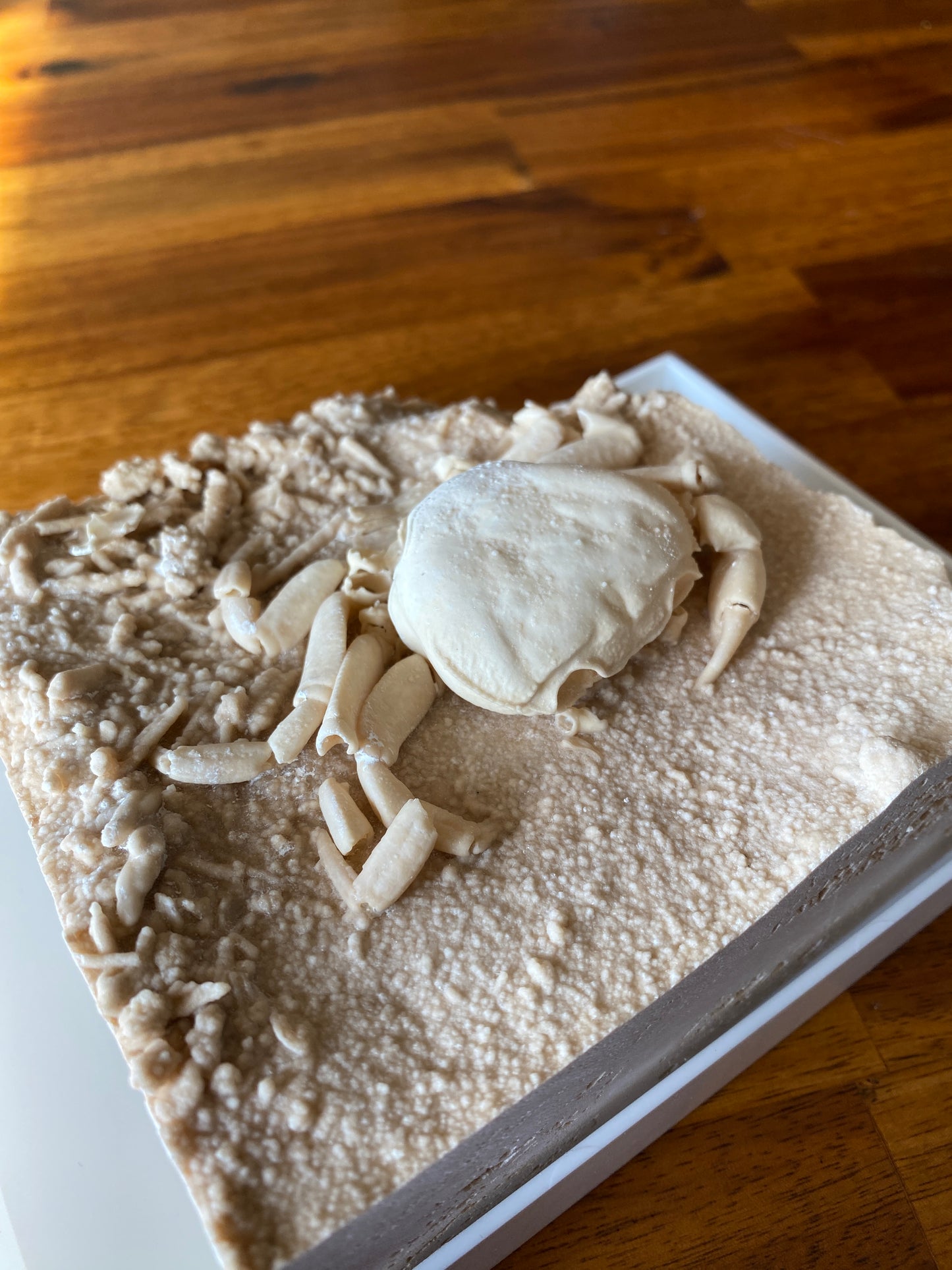 Fossil Crab - Potamon Potamios, Turkey