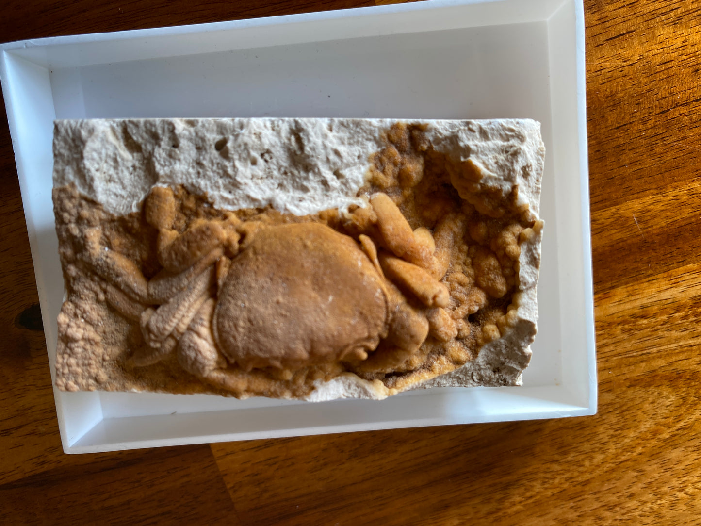 Fossil Crab - Potamon potamios, Turkey