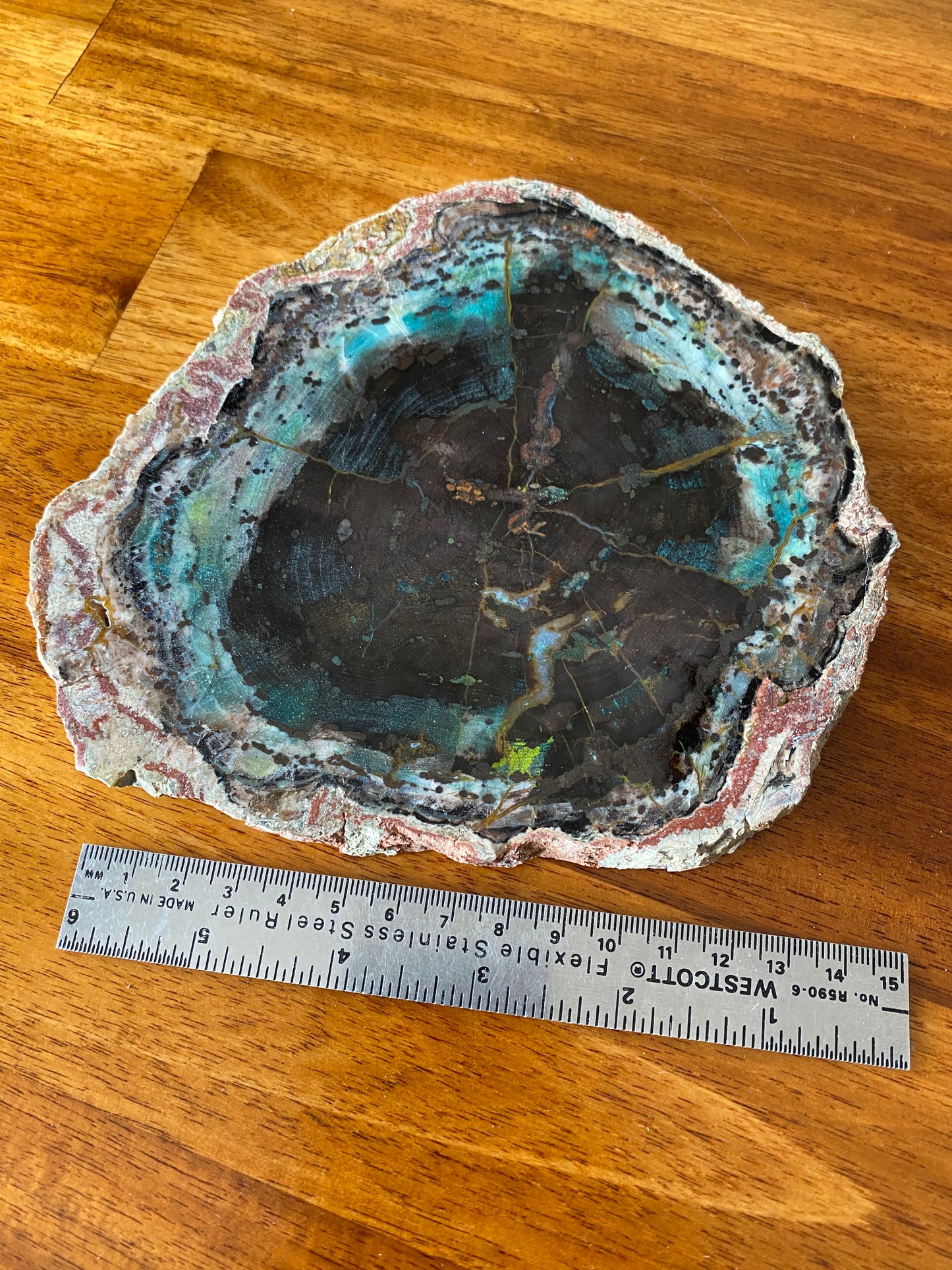 Petrified "Colla" Wood, Zile, Turkey