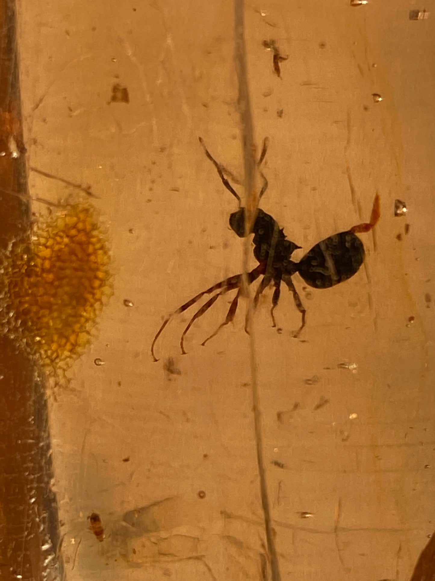 Copal with insects, Santander, Columbia