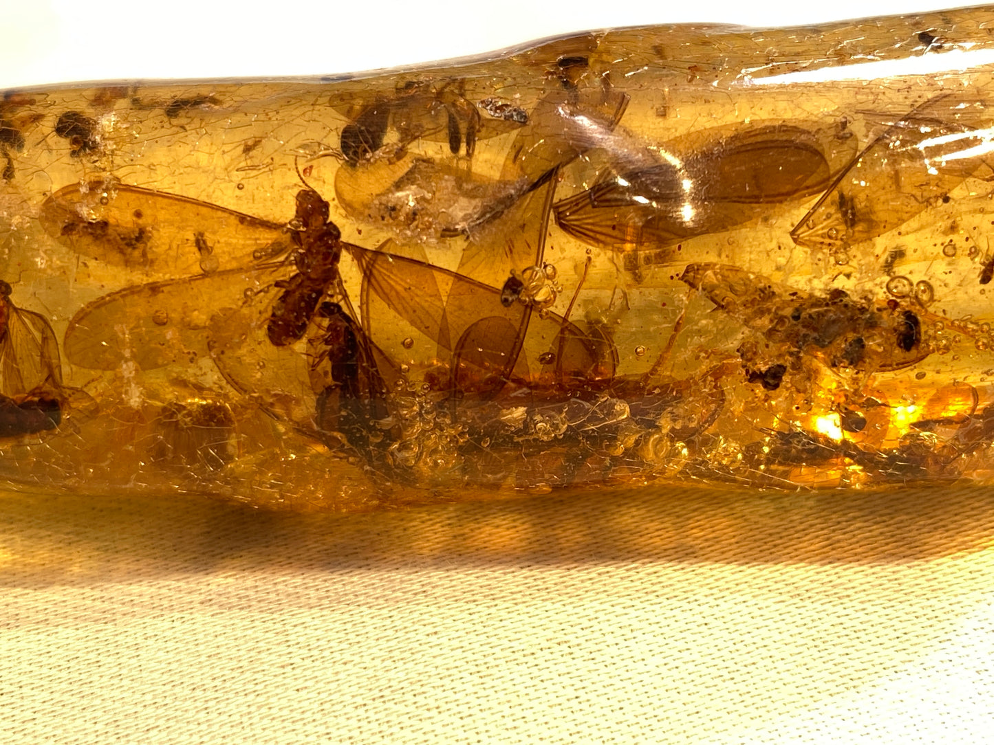 Copal with insects, Santander, Columbia