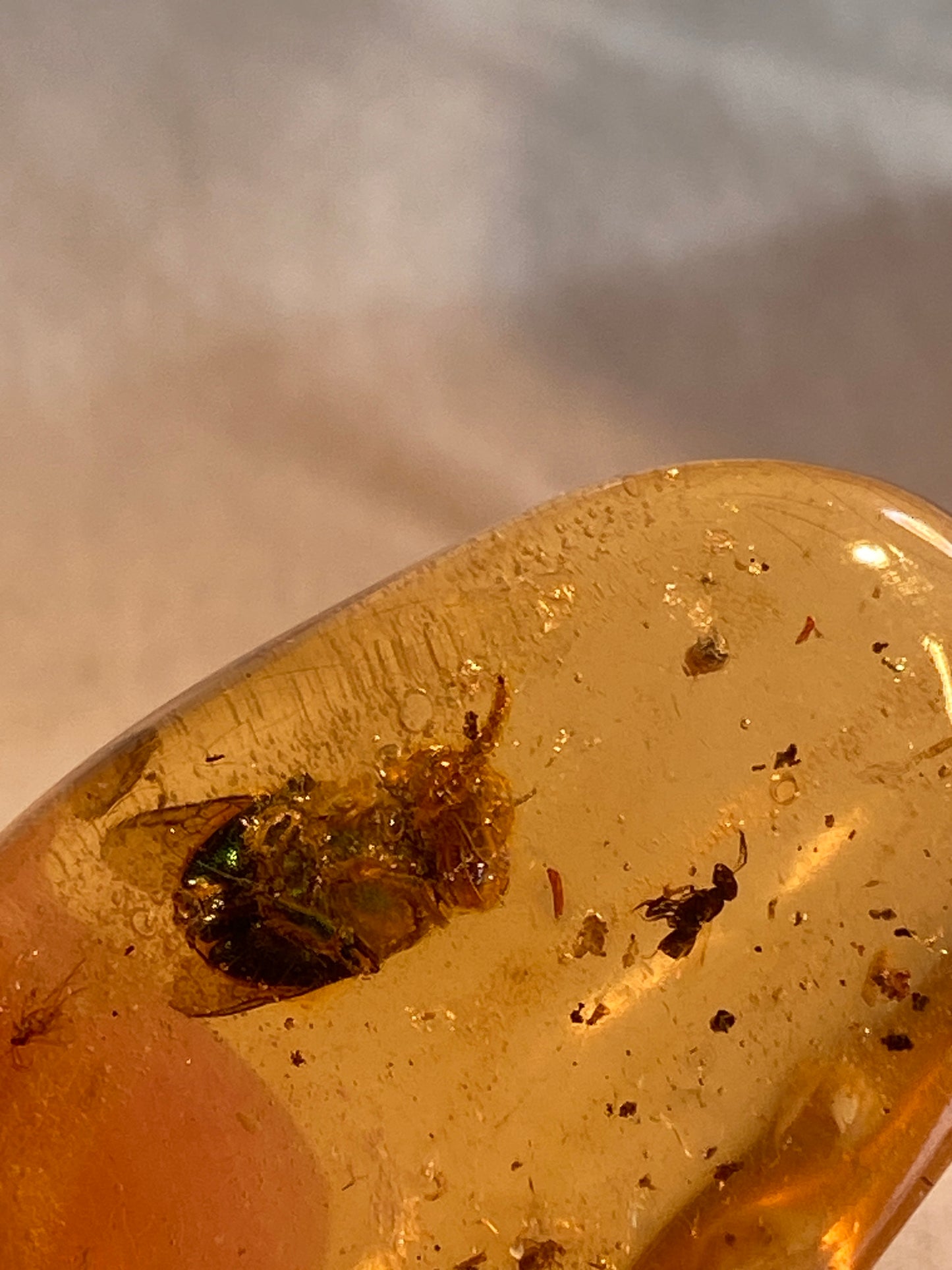 Copal with insects, Santander, Columbia
